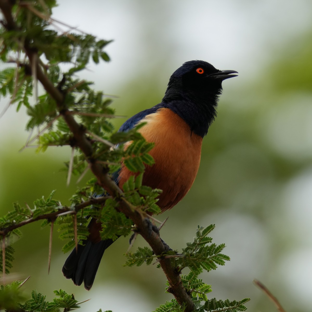 Hildebrandt's Starling - ML642266411