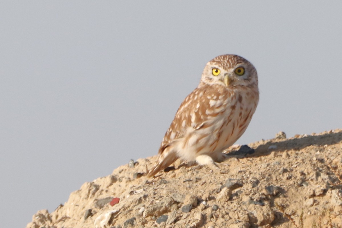 Little Owl (Hutton's) - ML642266424