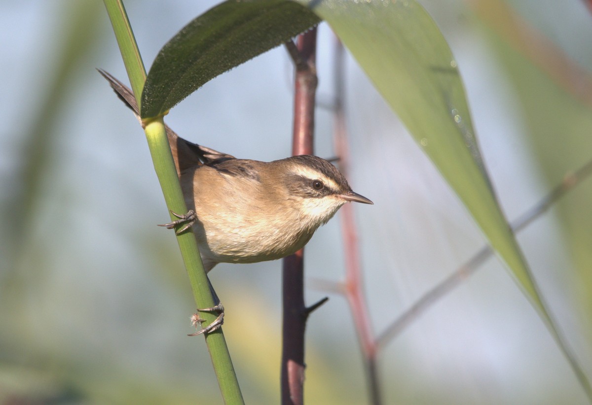 Moustached Warbler - ML642266430
