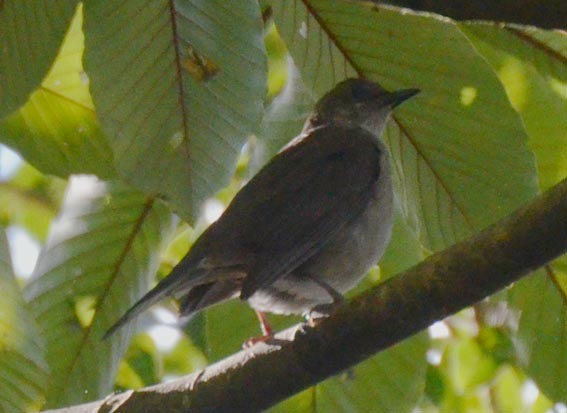 Mountain Thrush - ML642266455