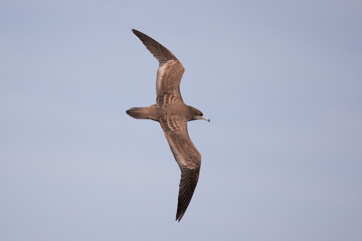 Wedge-tailed Shearwater - ML642266456