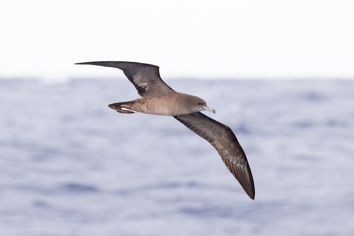 Wedge-tailed Shearwater - ML642266457