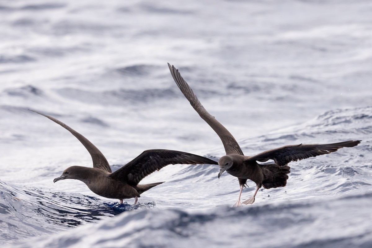 Wedge-tailed Shearwater - ML642266458