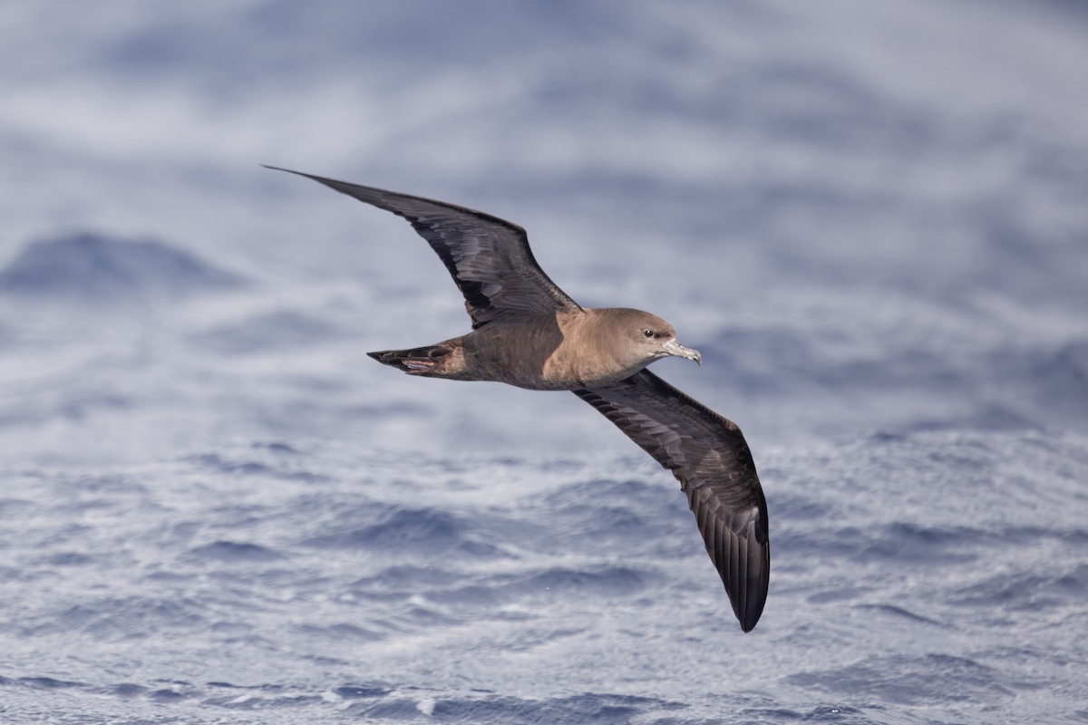 Wedge-tailed Shearwater - ML642266459