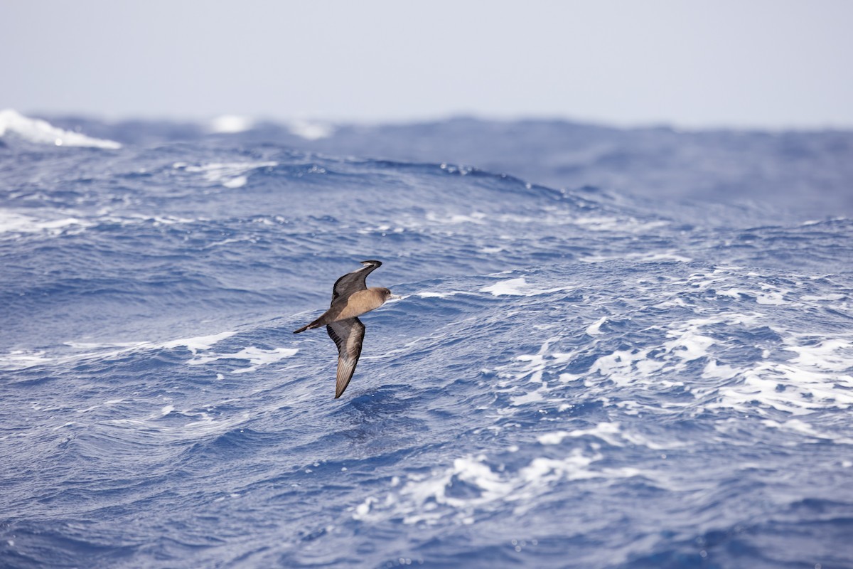 Wedge-tailed Shearwater - ML642266460