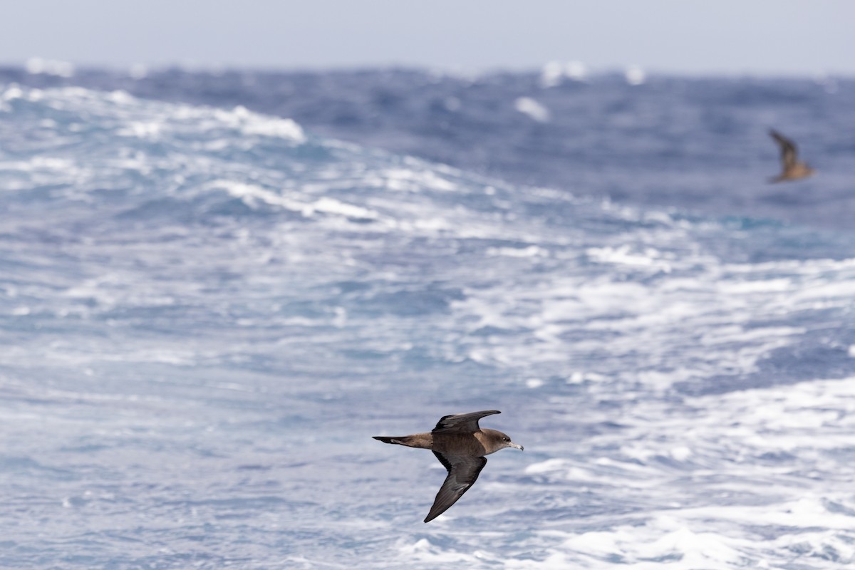 Wedge-tailed Shearwater - ML642266461