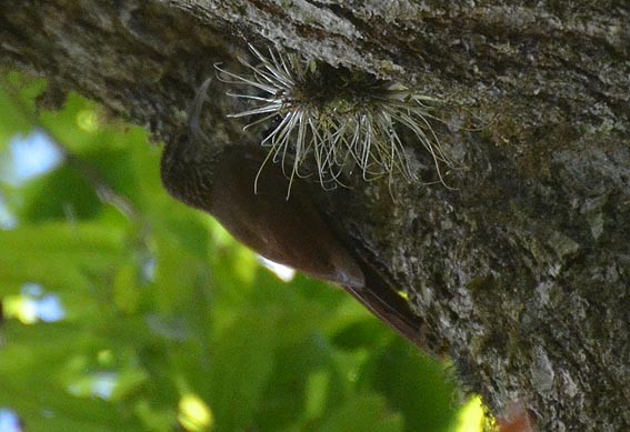 Spot-crowned Woodcreeper - ML642266466