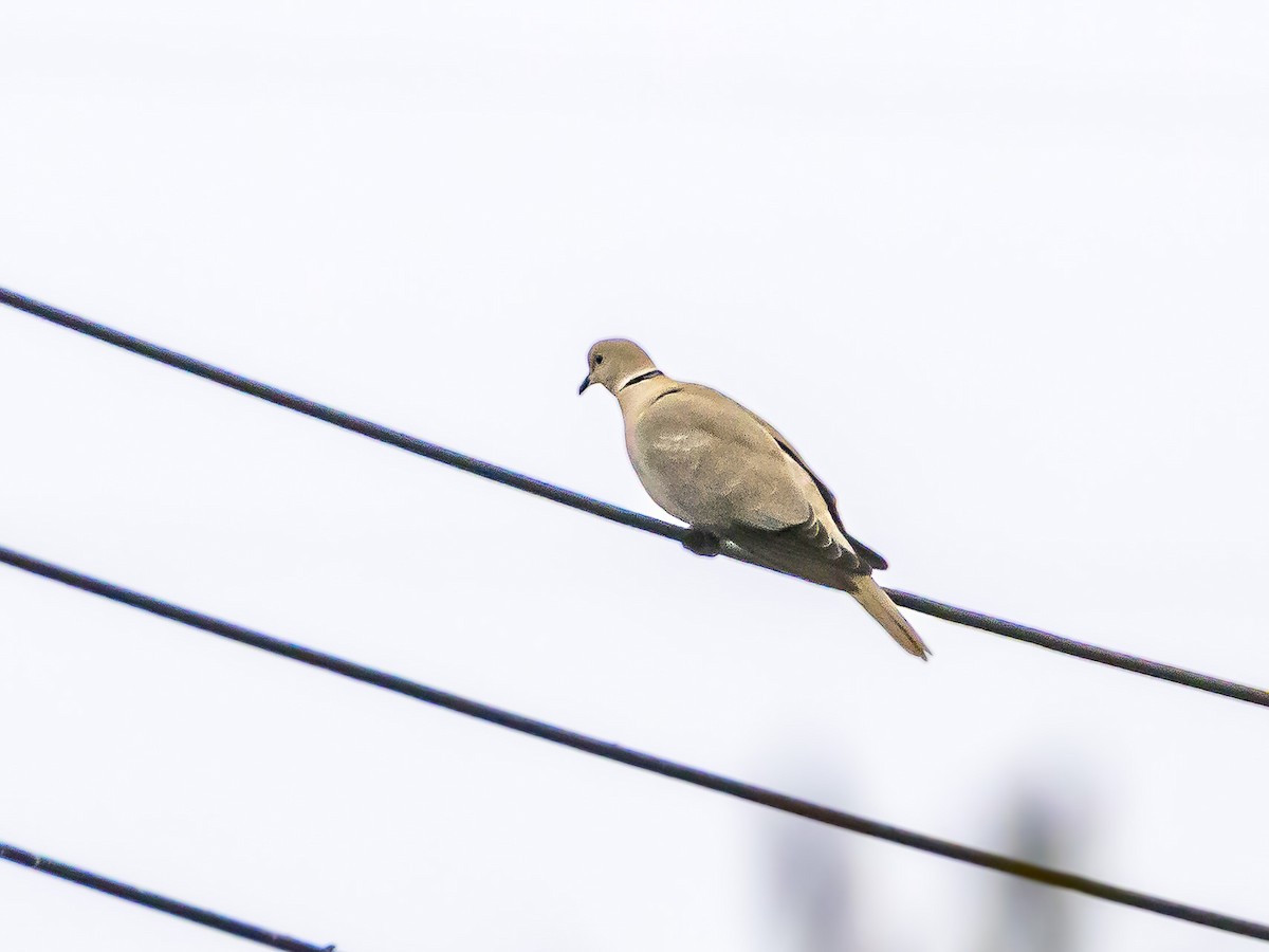 Eurasian Collared-Dove - ML642266470