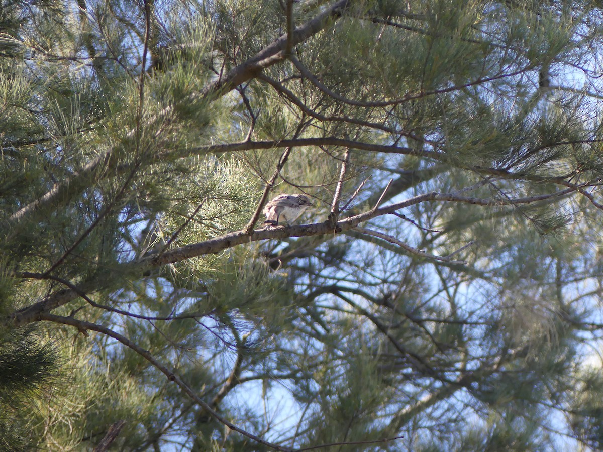 Striped Honeyeater - ML642266477