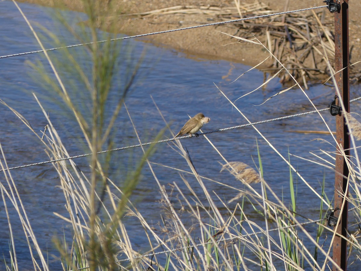 Australian Reed Warbler - ML642266484
