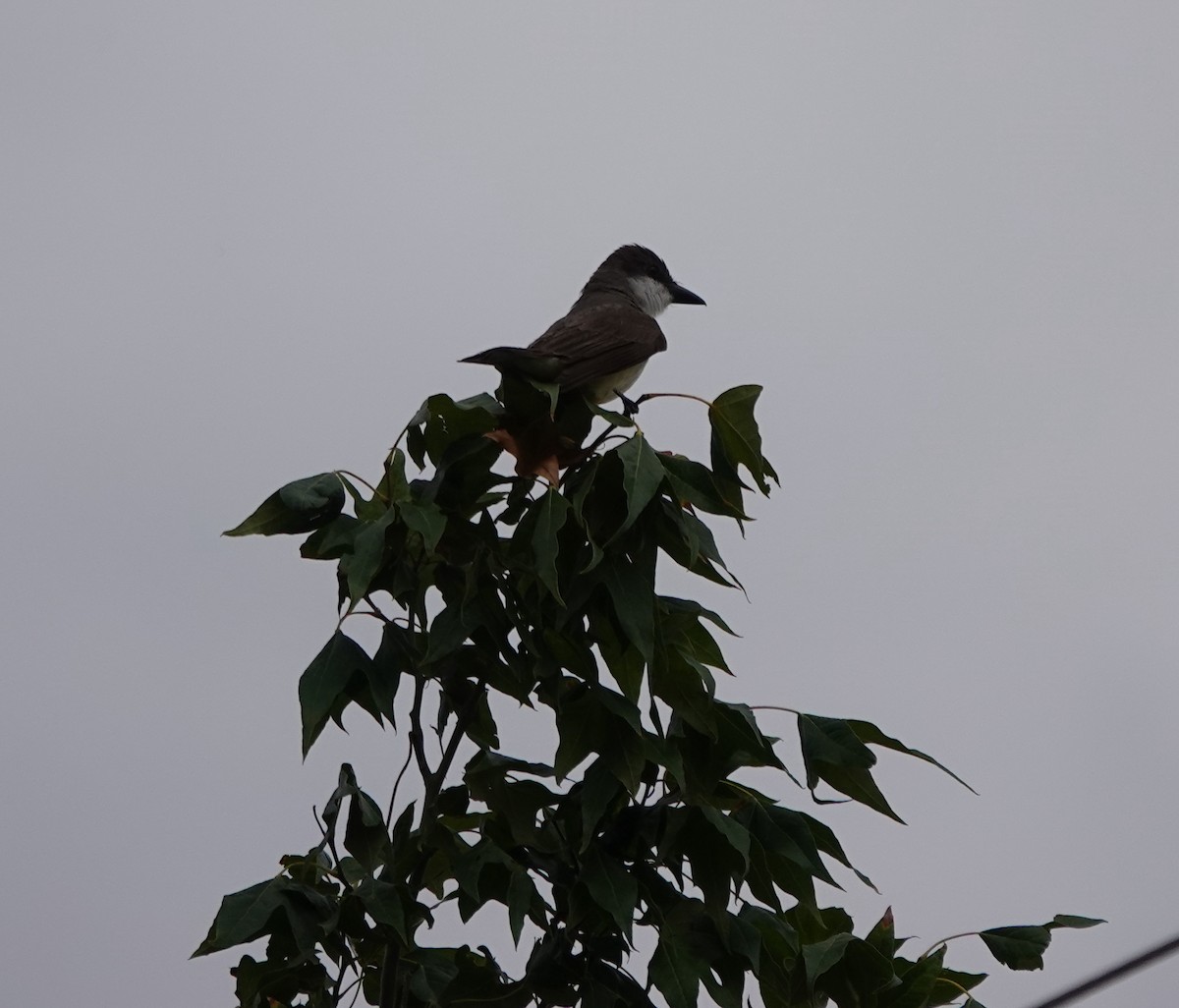 Thick-billed Kingbird - ML642266491