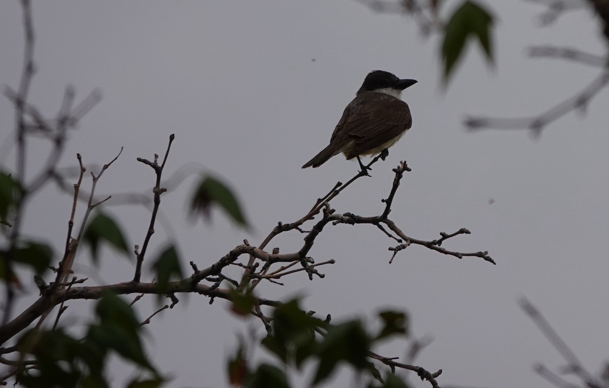Thick-billed Kingbird - ML642266494