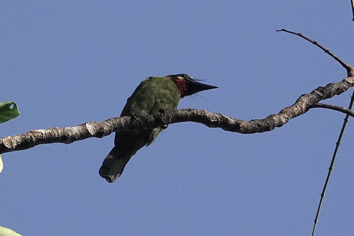 Black-banded Barbet - ML642266505