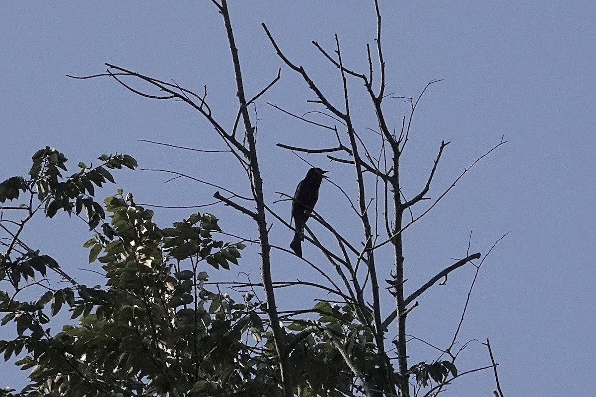 Square-tailed Drongo-Cuckoo - ML642266521