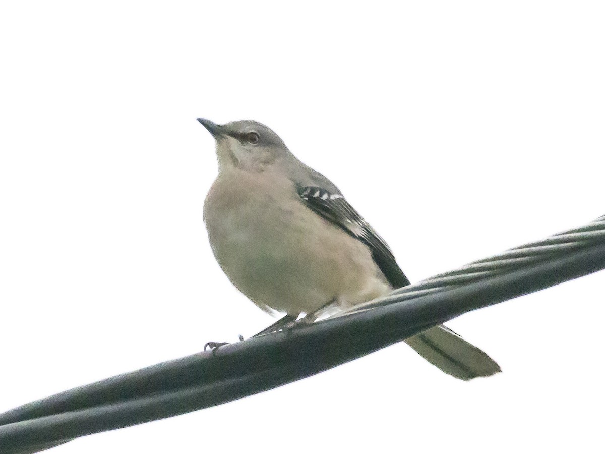Northern Mockingbird - ML642266531