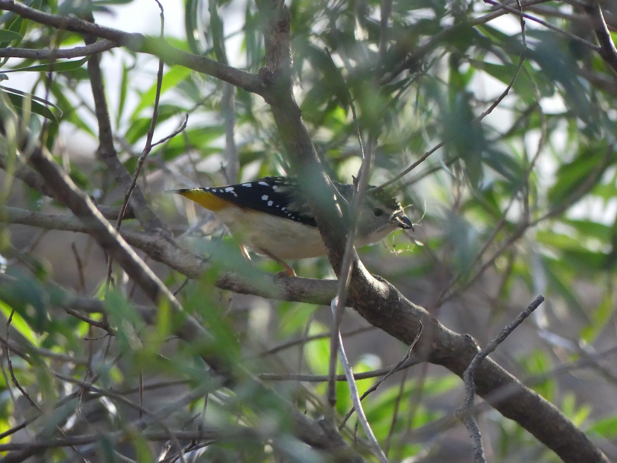 Spotted Pardalote - ML642266537