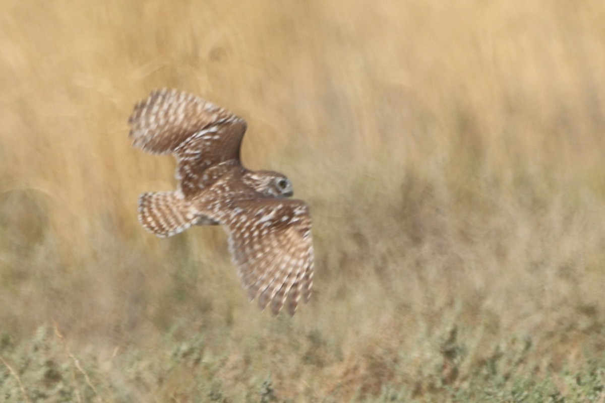 Little Owl (Hutton's) - ML642266547