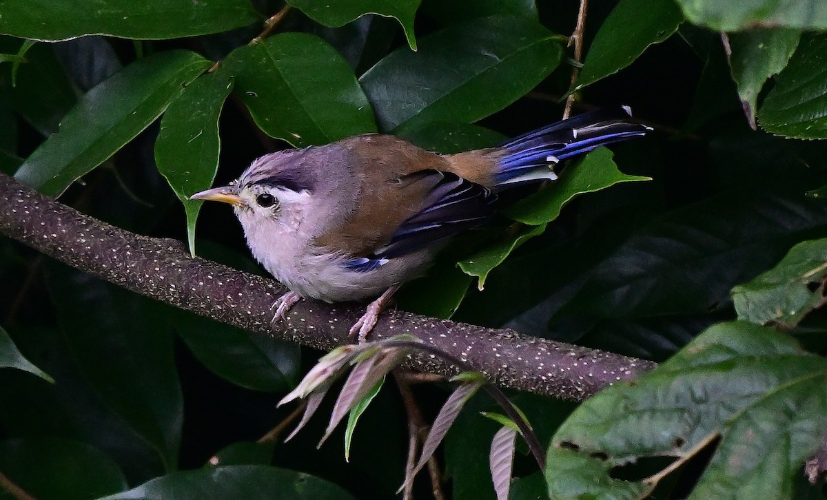 Blue-winged Minla - ML642266562
