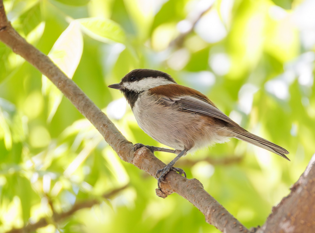 Chestnut-backed Chickadee - ML642266566