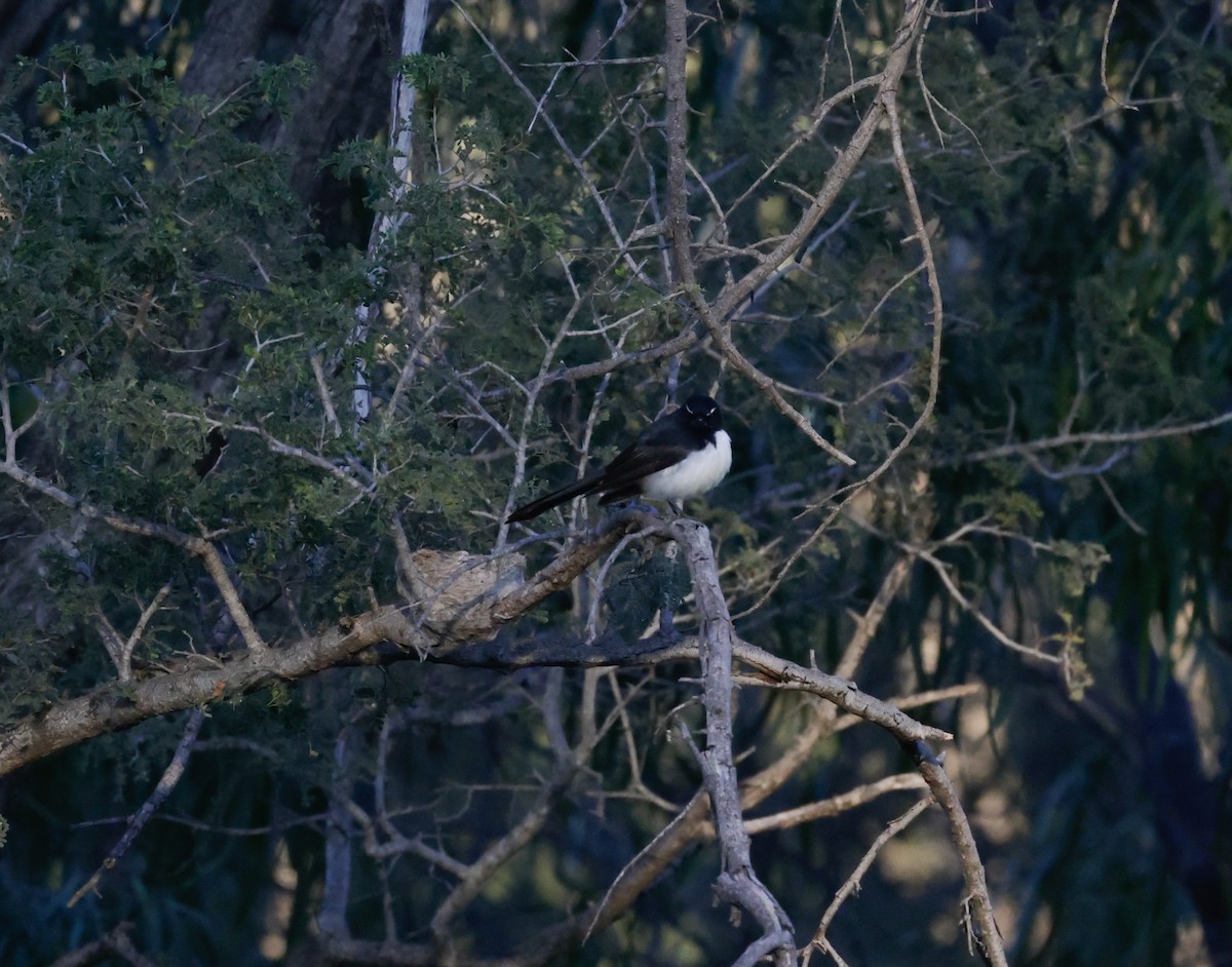 Willie-wagtail - ML642266573