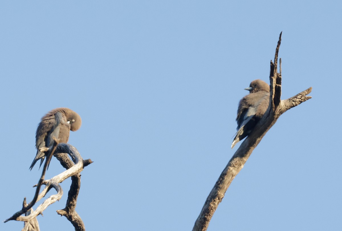 Little Woodswallow - ML642266575