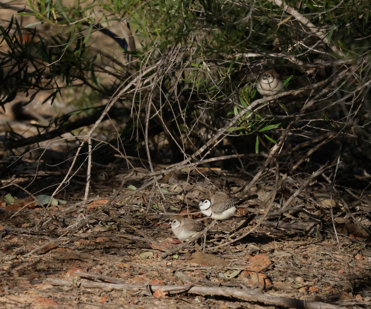 Double-barred Finch - ML642266577