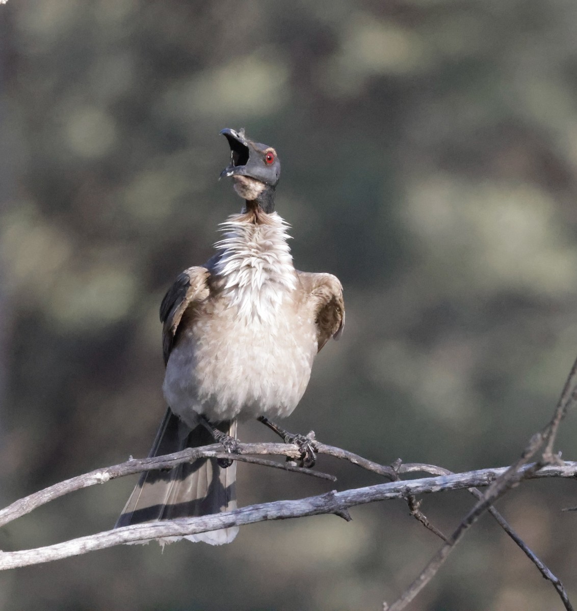 Noisy Friarbird - ML642266583