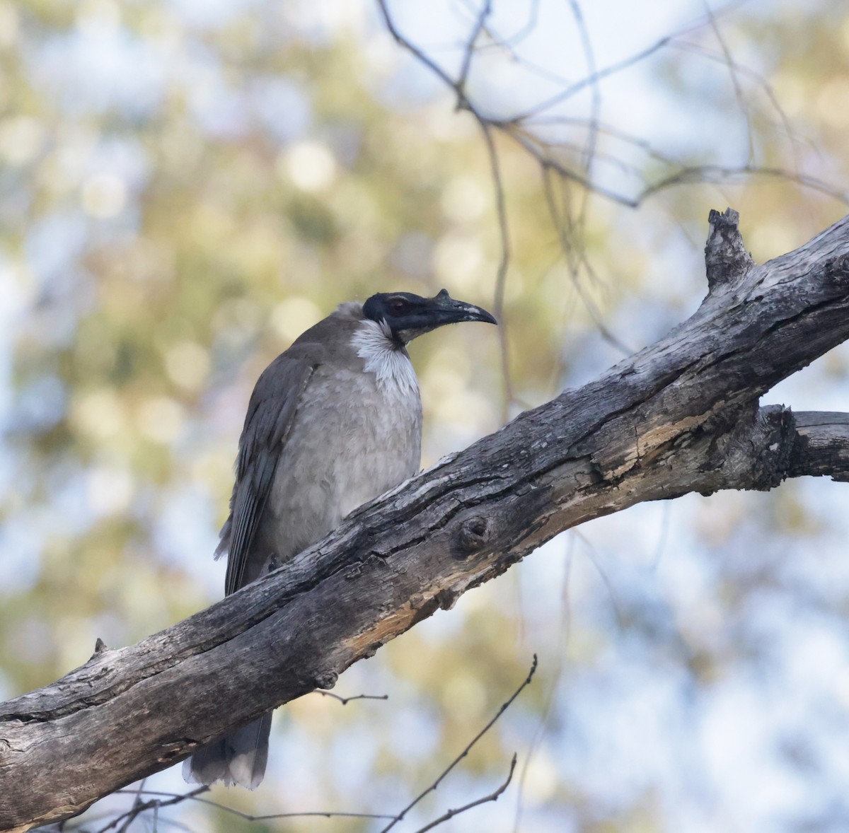 Noisy Friarbird - ML642266584