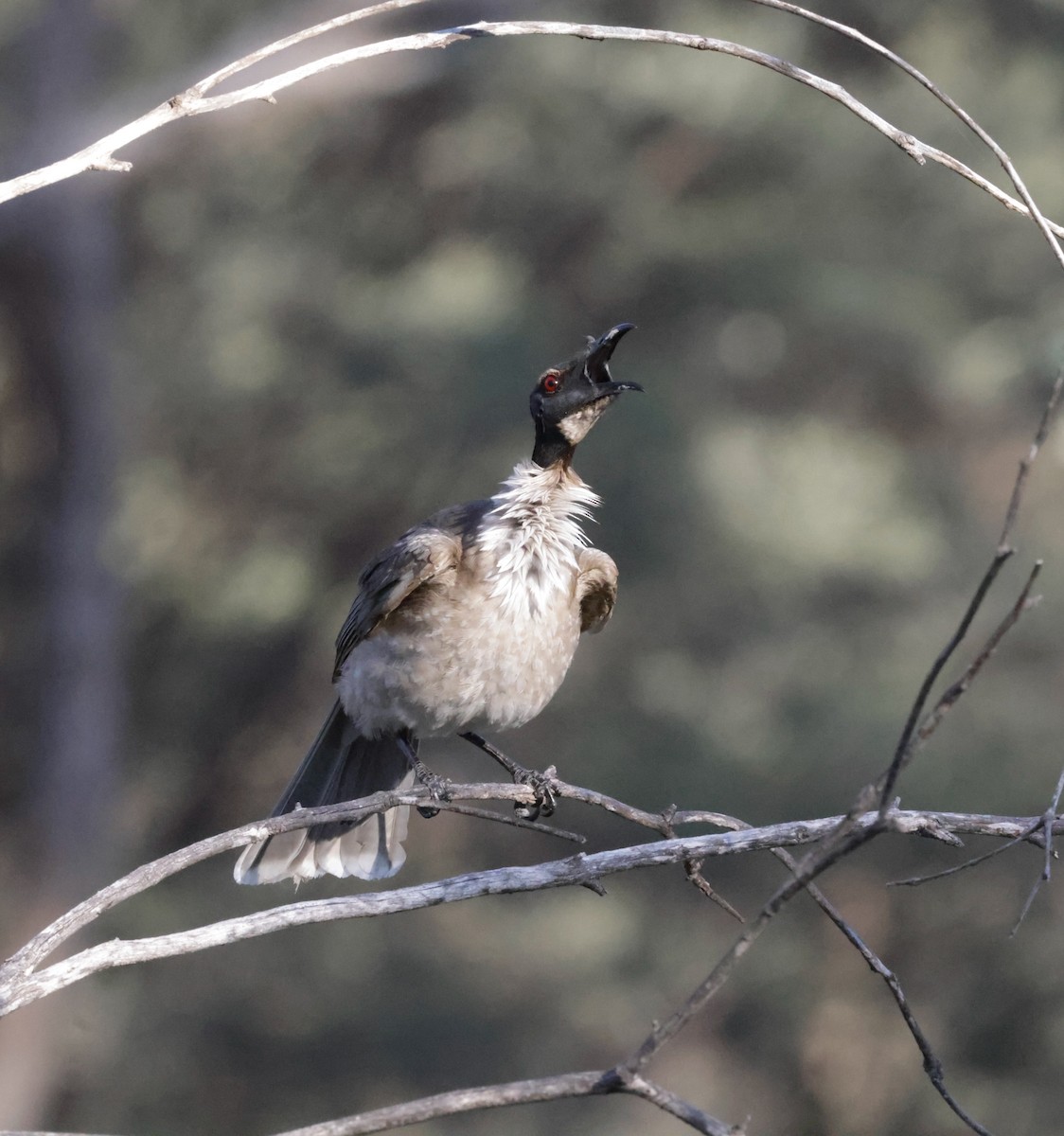 Noisy Friarbird - ML642266585