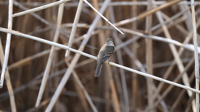 Alder/Willow Flycatcher (Traill's Flycatcher) - ML642266587