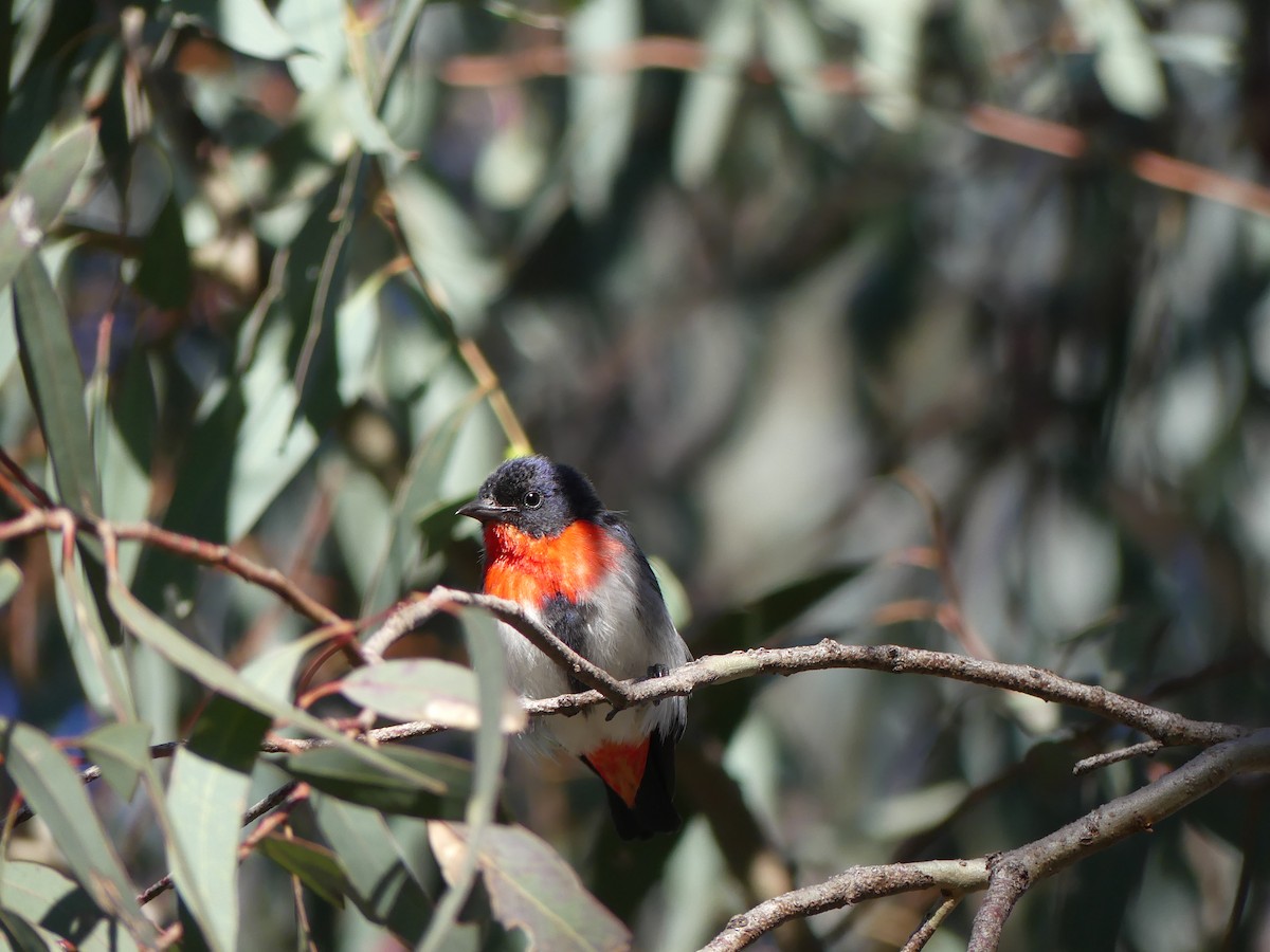 Mistletoebird - ML642266588