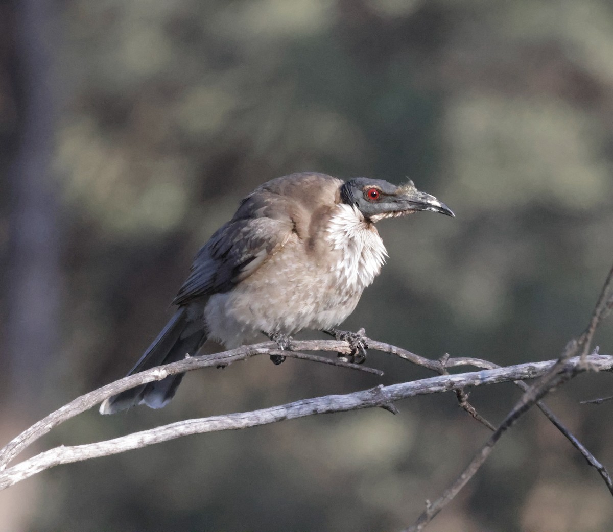 Noisy Friarbird - ML642266589