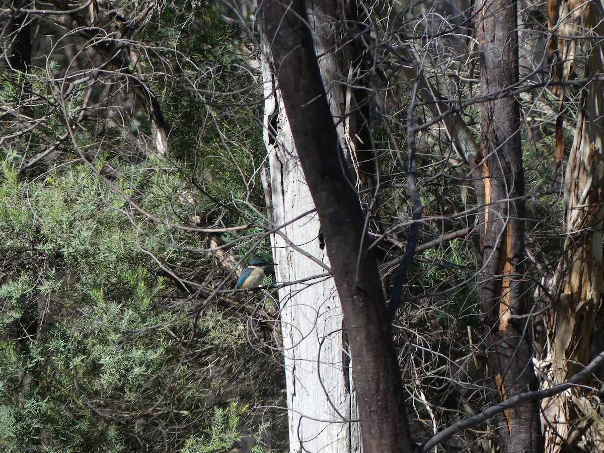 Sacred Kingfisher - ML642266624