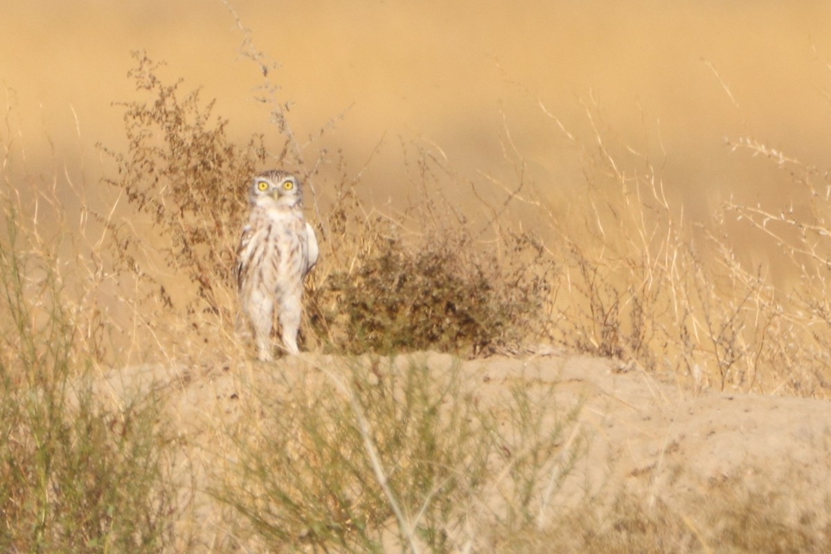 Little Owl (Hutton's) - ML642266626