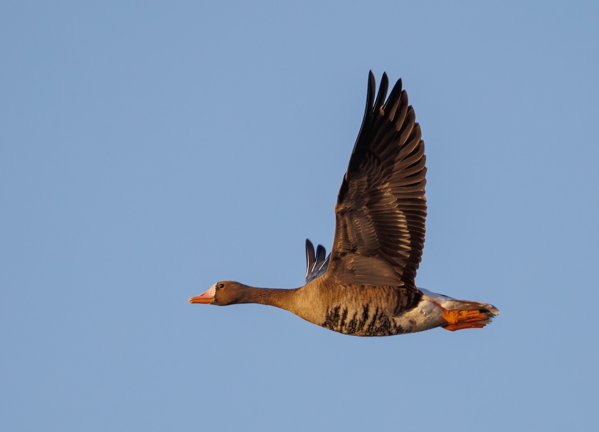 Greater White-fronted Goose - ML642266627