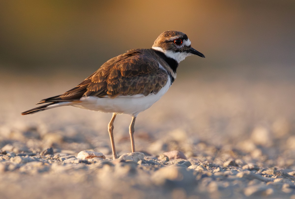 Killdeer - ML642266629