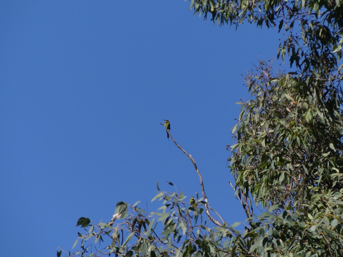 Rainbow Bee-eater - ML642266636