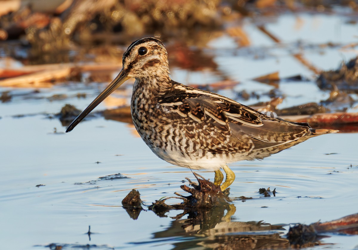 Wilson's Snipe - ML642266637