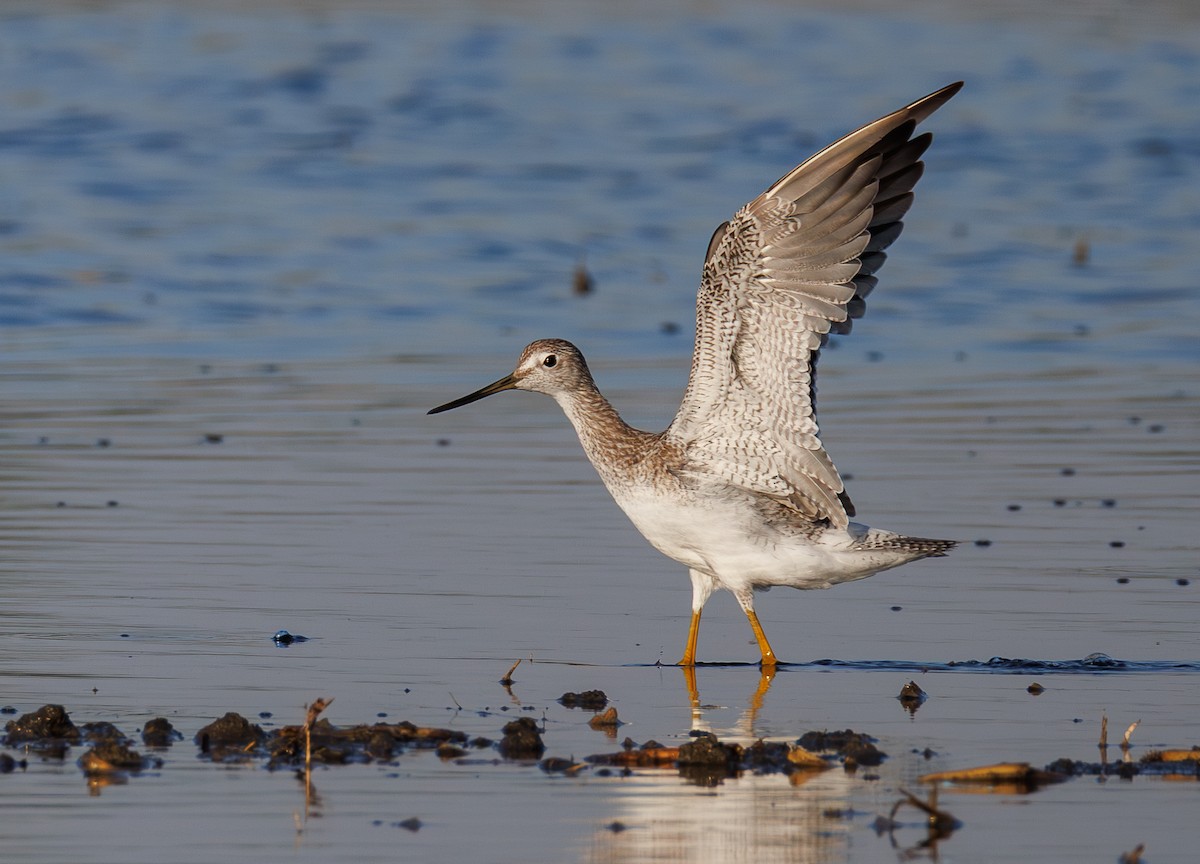 Greater Yellowlegs - ML642266641