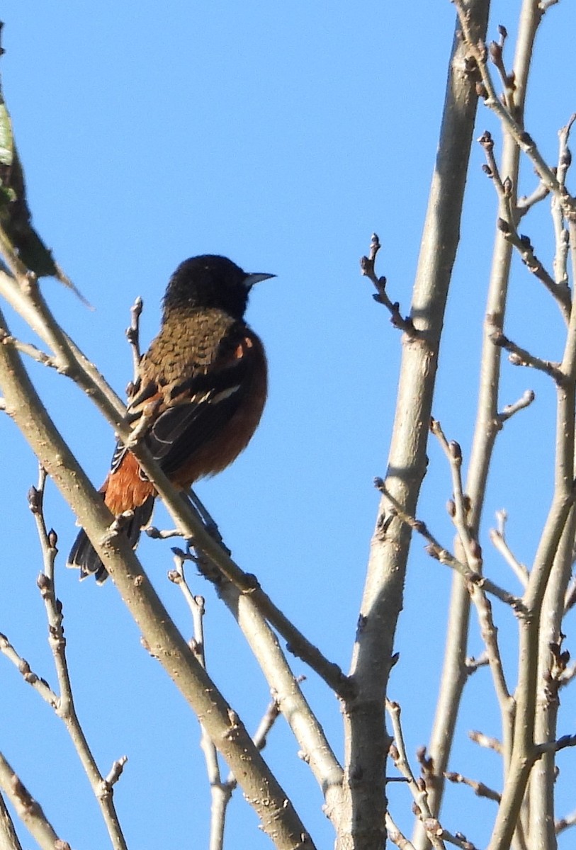 Orchard Oriole - ML642266642