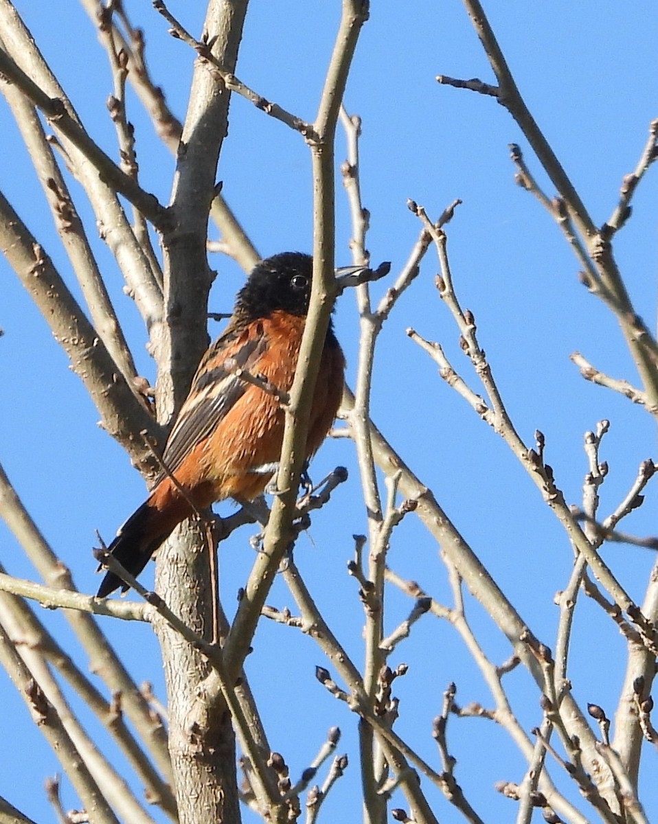 Orchard Oriole - ML642266644