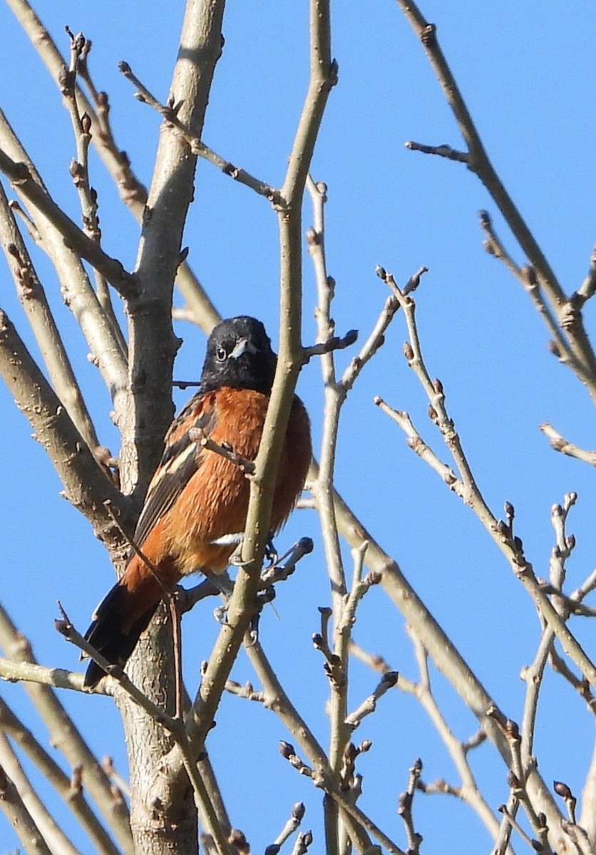 Orchard Oriole - ML642266645