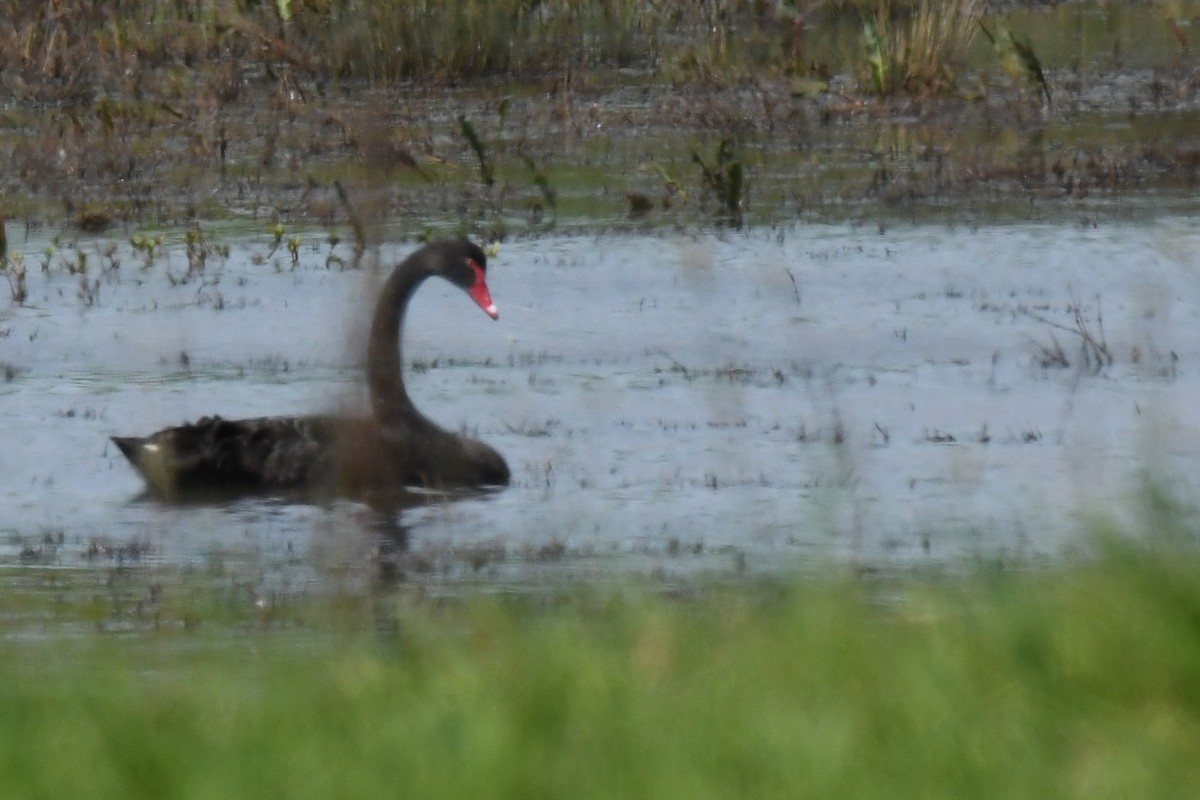Black Swan - ML642266660