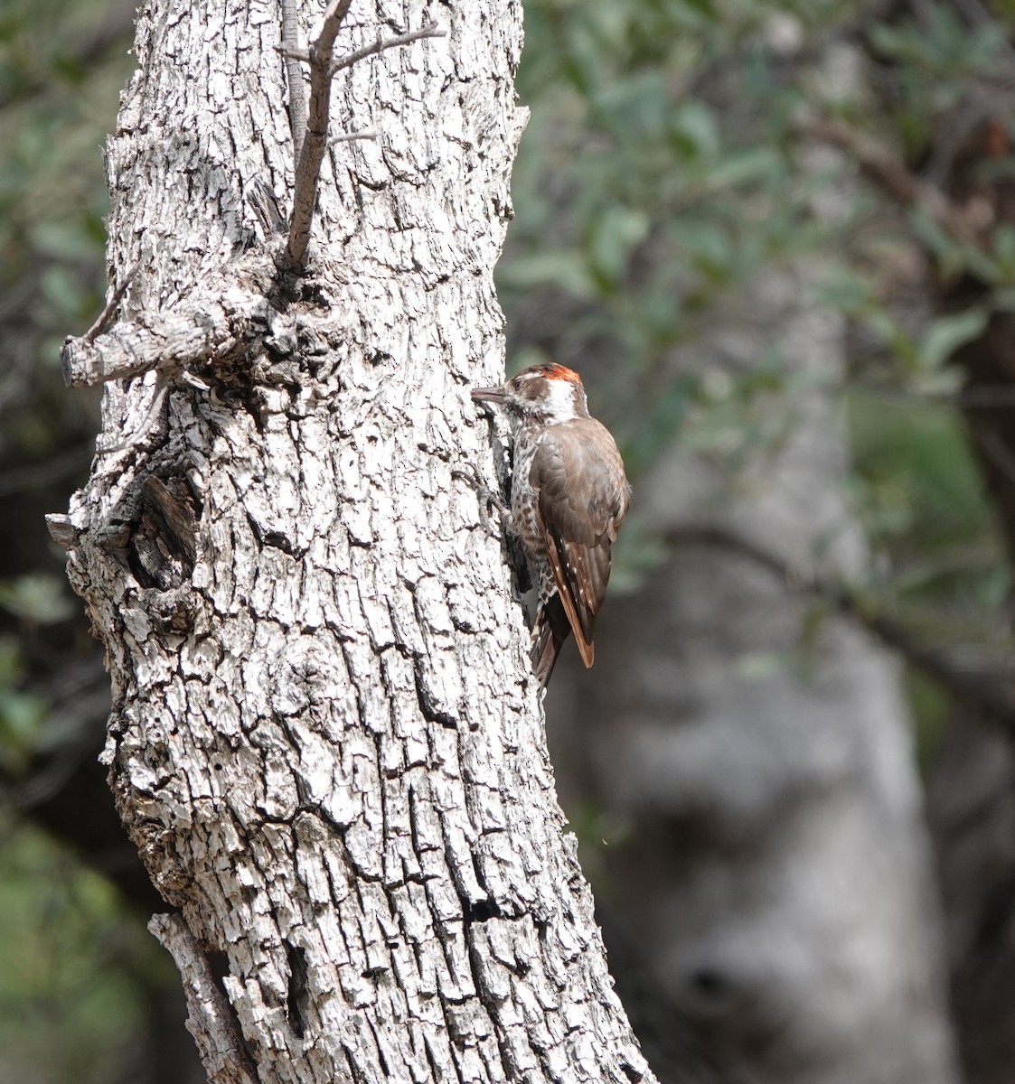Arizona Woodpecker - ML642266664