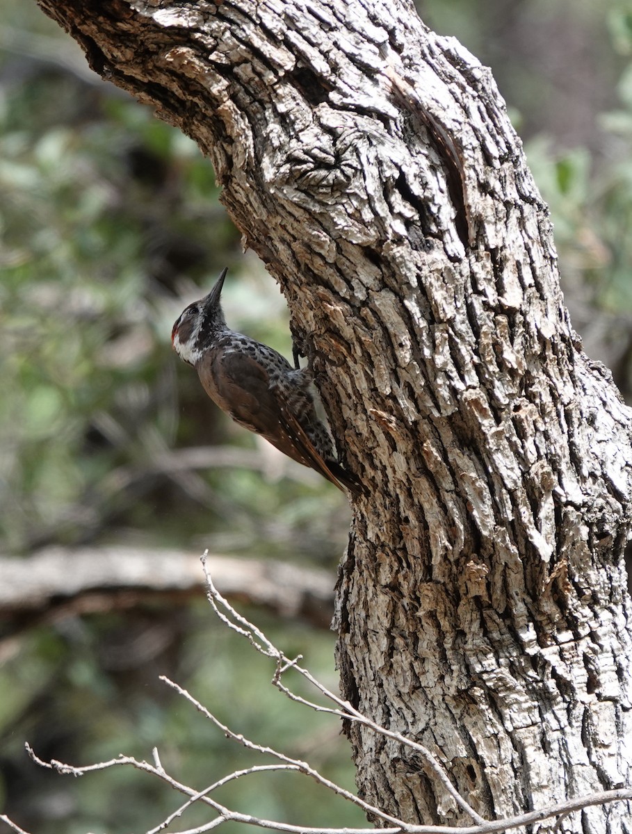 Arizona Woodpecker - ML642266669