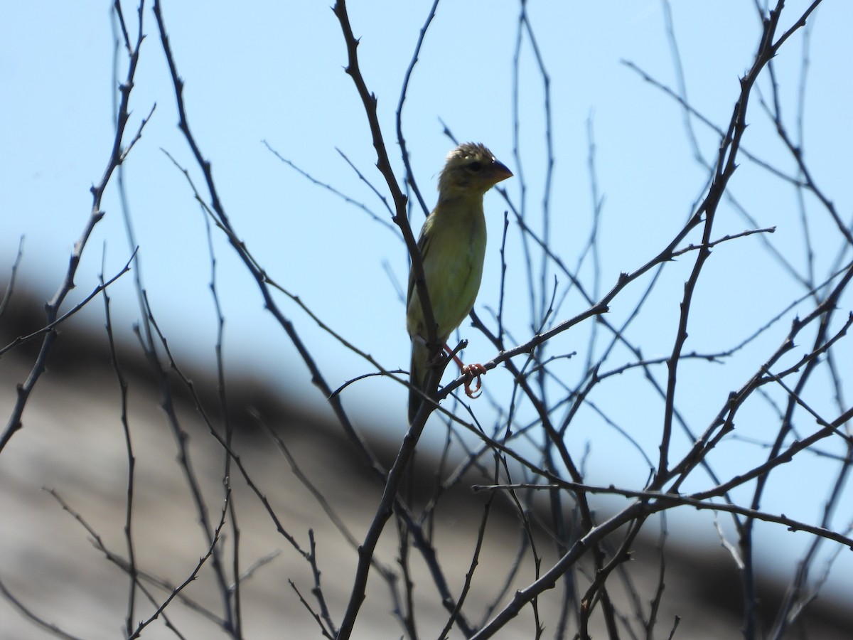 Asian Golden Weaver - ML642266678