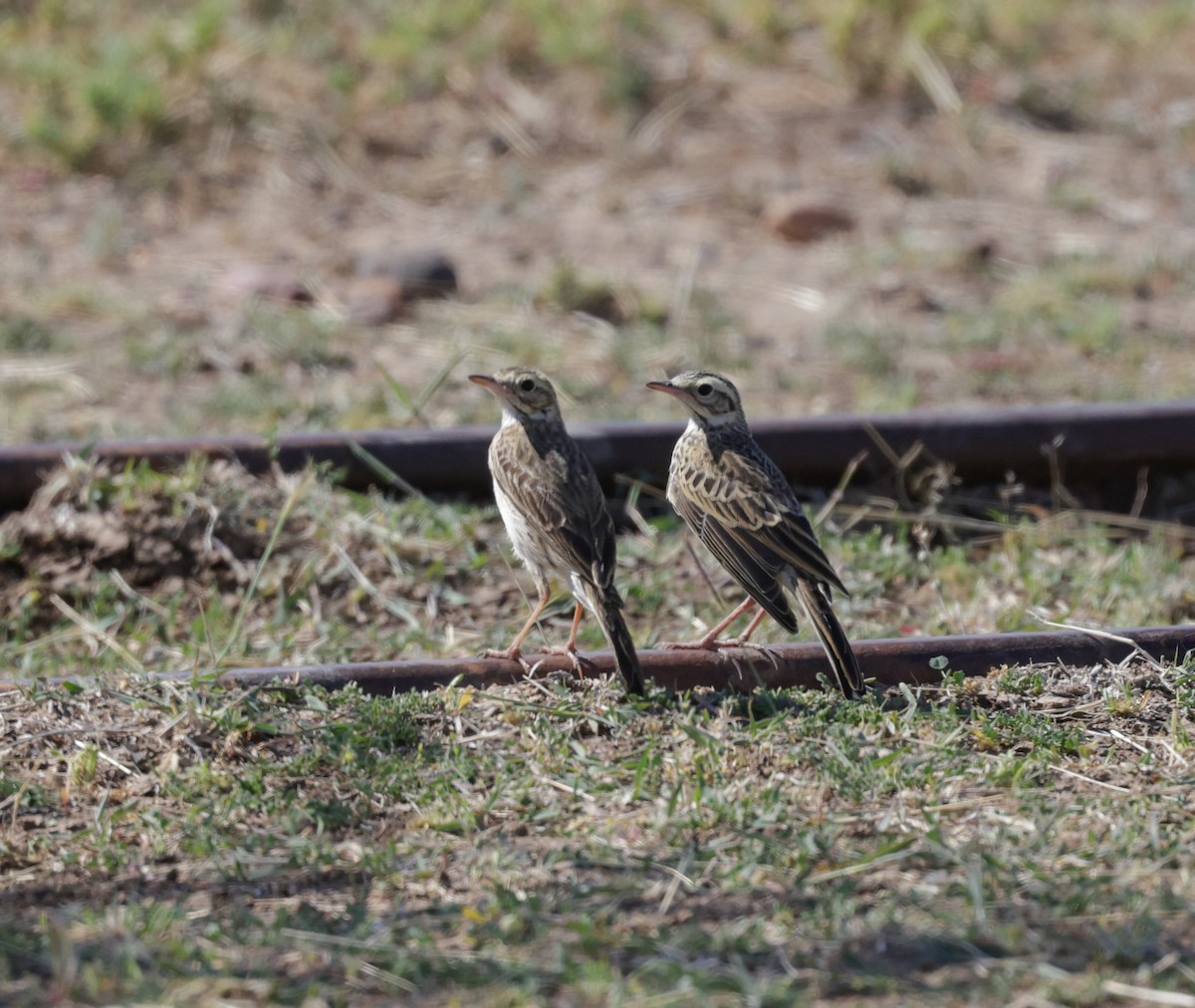 Australian Pipit - ML642266694