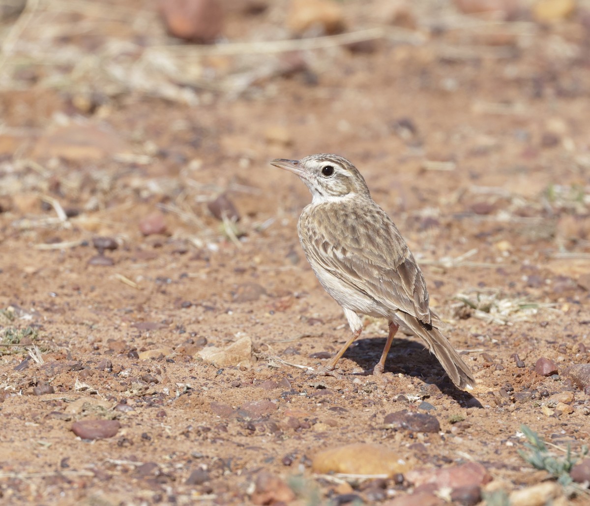 Australian Pipit - ML642266696