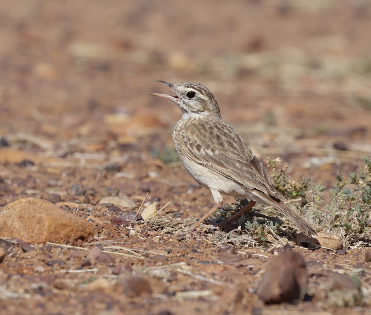 Australian Pipit - ML642266698