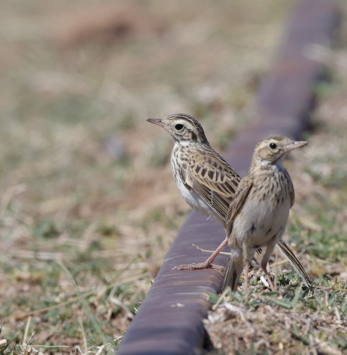 Australian Pipit - ML642266699